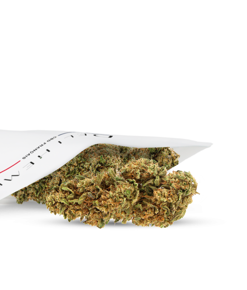 CBD FLOWERS - CRITICAL X AMNESIA 2.0 - GLASS HOUSE