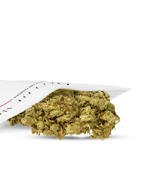 FLEUR CBD - BUBBLE CHEESE - HYDROPONIE