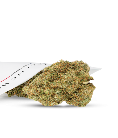 FLEURS CBD - WHITE TRUFFLE - HYDROCULTURE